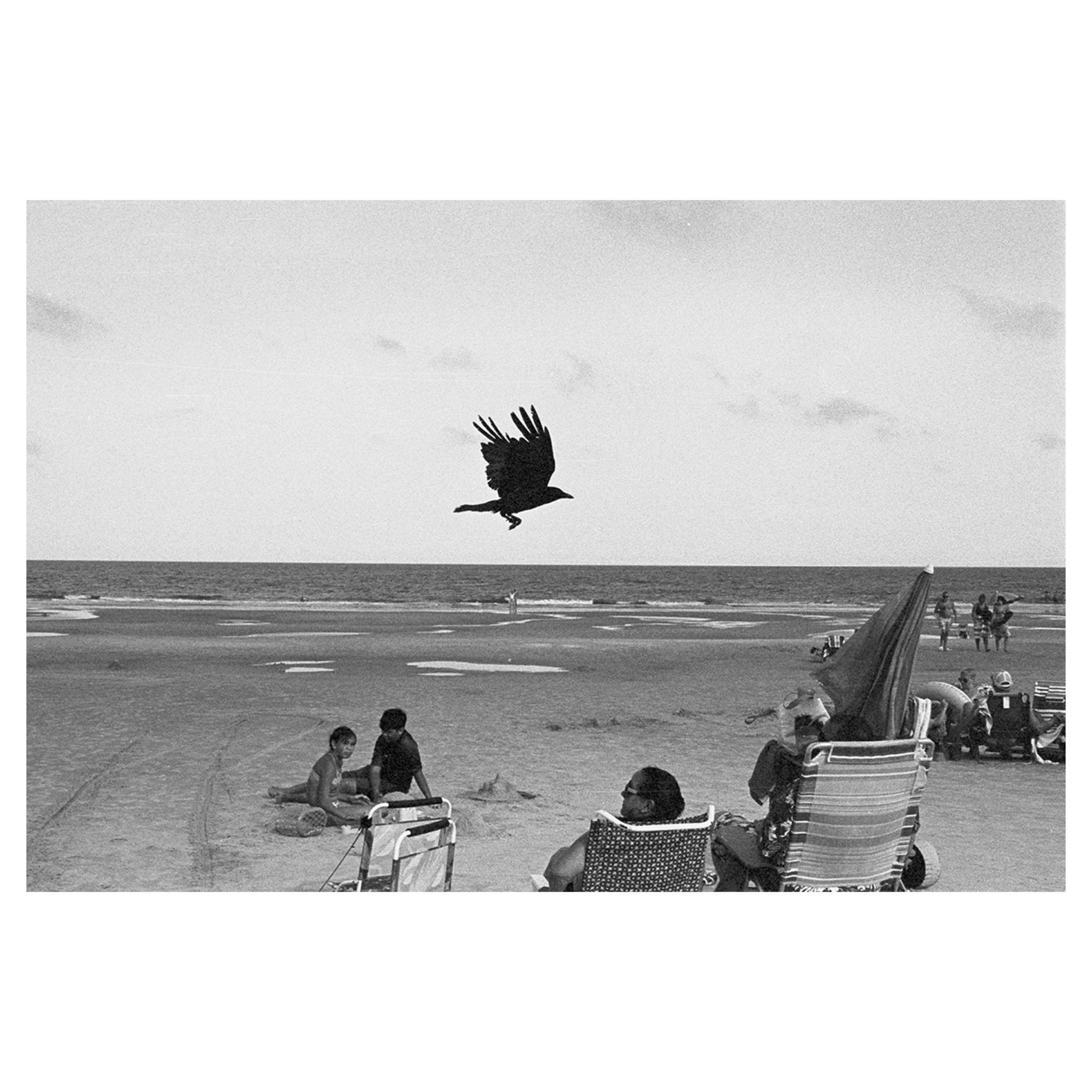 As the Crow Flies, Hilton Head, SC, 2024 © Leigh Ann Edmonds
