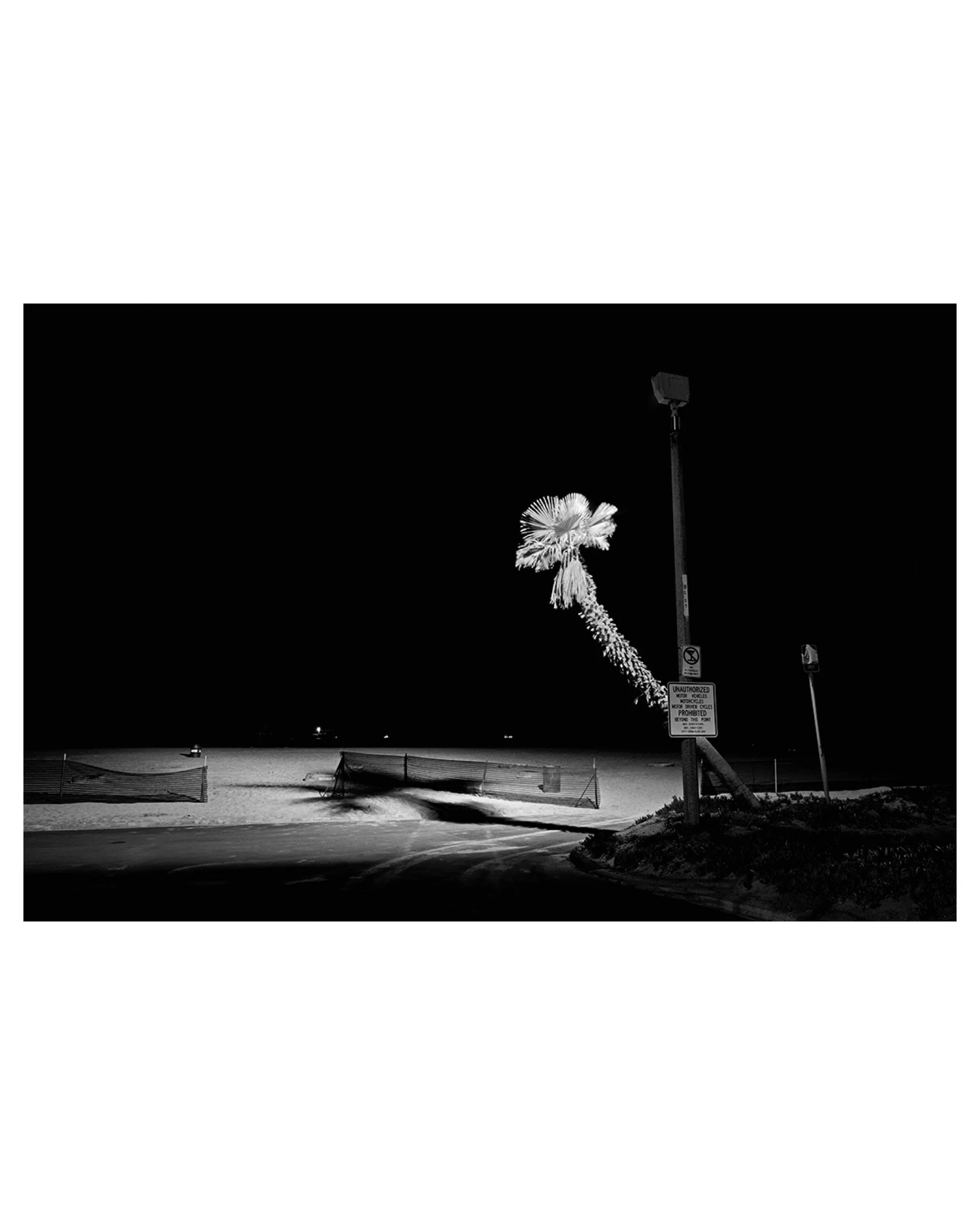 Leaning Palm Tree, Huntington Beach, California, 1988 © Robert von Sternberg