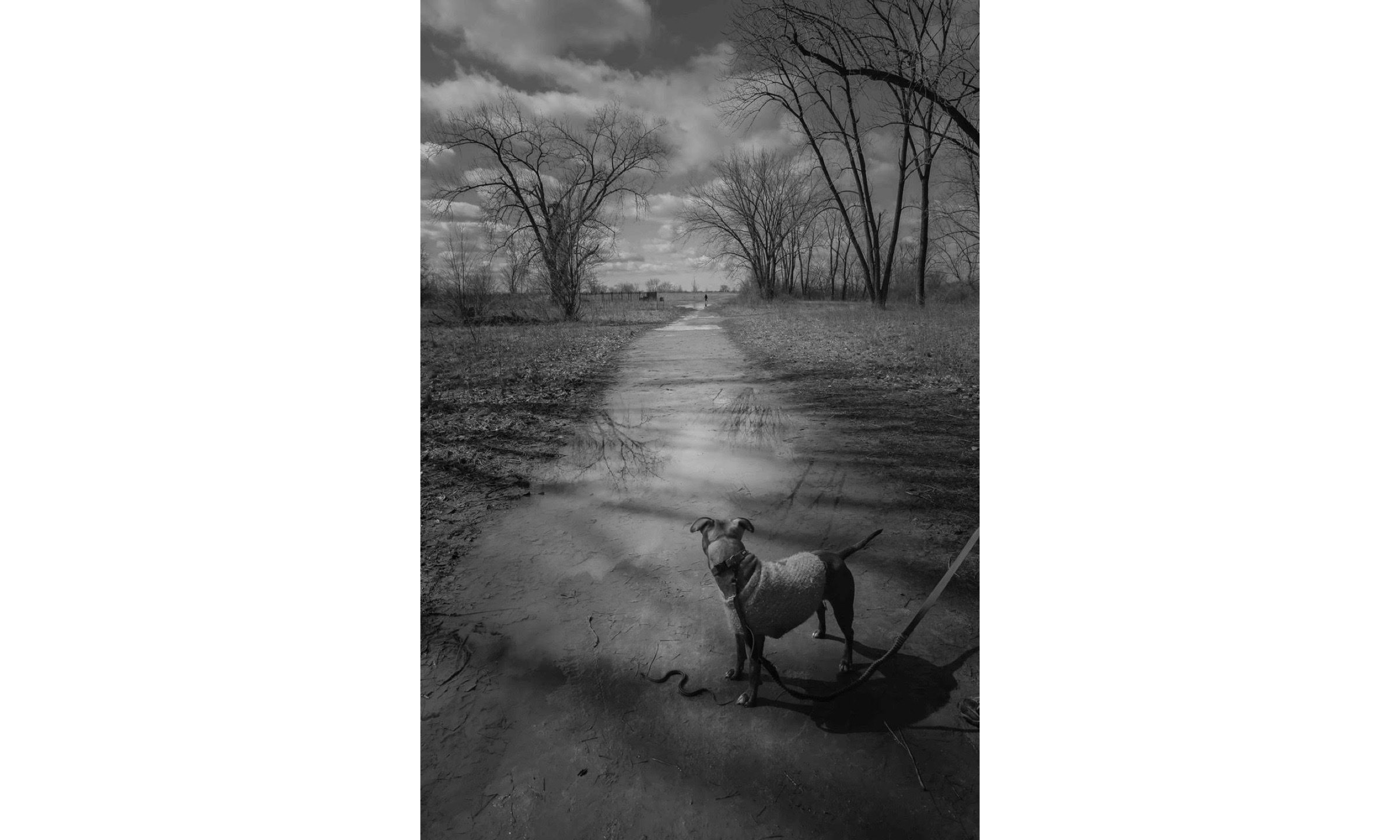Dog and Snake, Belle Isle, Michigan, 2023 © Amy Sacka