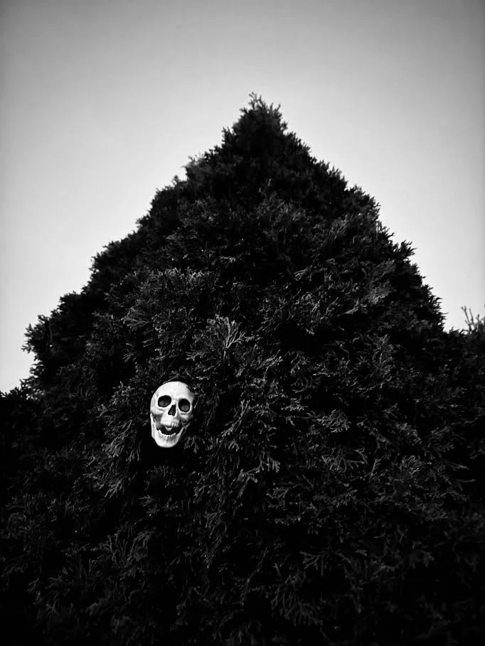 A large dark Christmas tree with a skull ornament hanging on the branches.