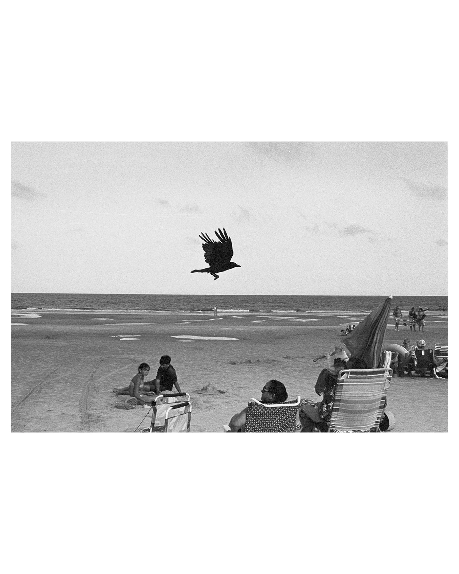 As the Crow Flies, Hilton Head, SC, 2024 © Leigh Ann Edmonds