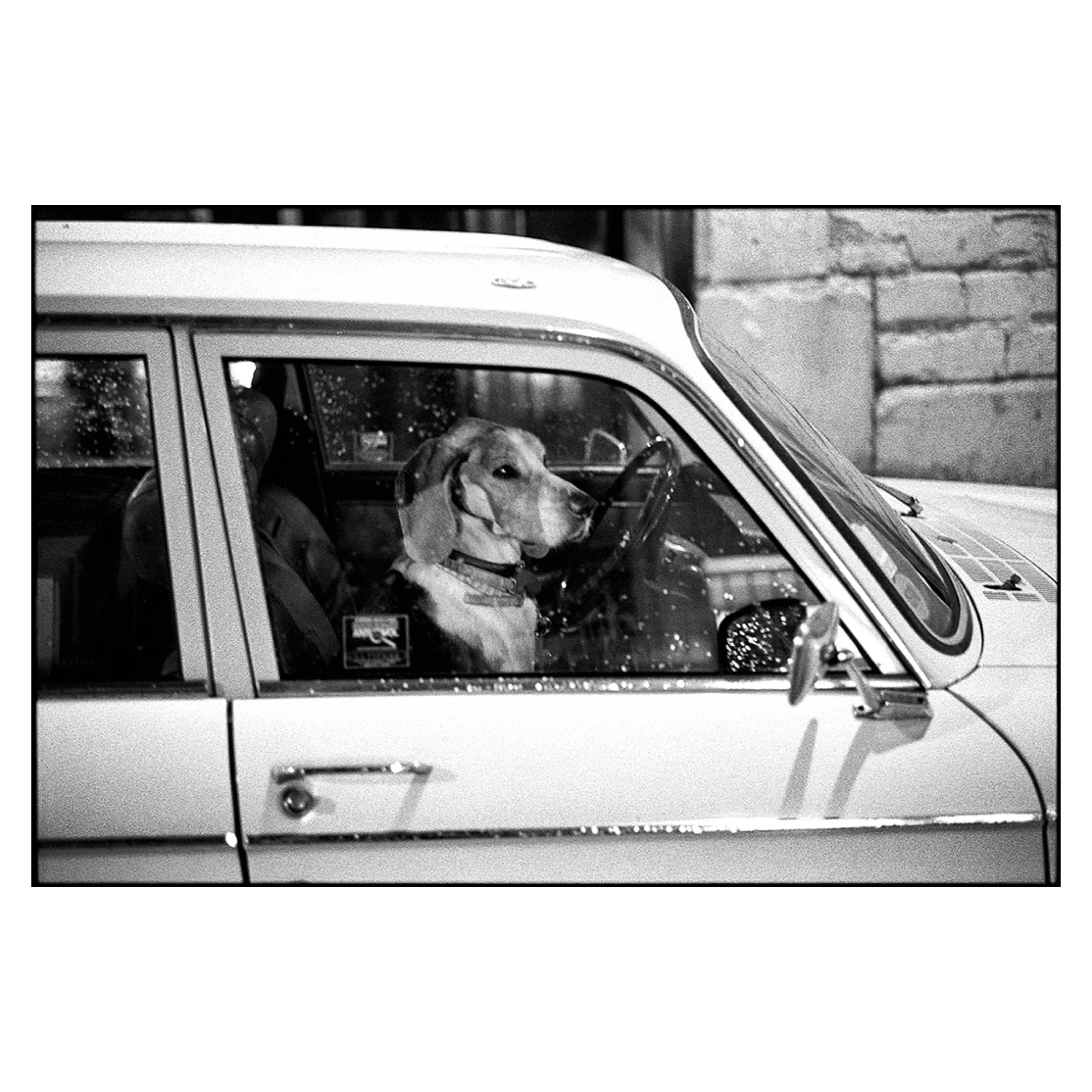 A dog sits in a car on a rainy night in Paris, 1991 © Dave Green