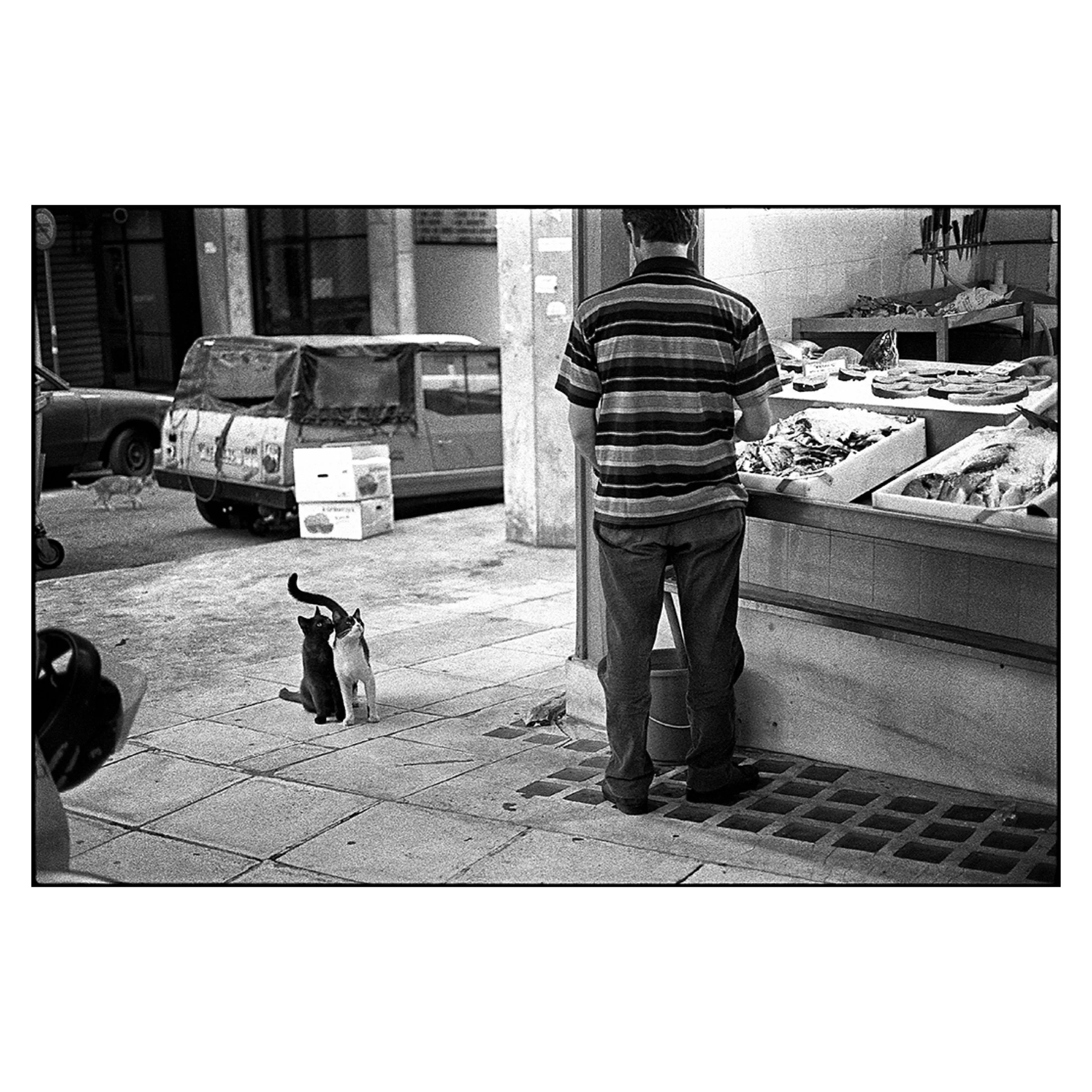 he street cats of Athens, Athens, 1999 © Dave Green