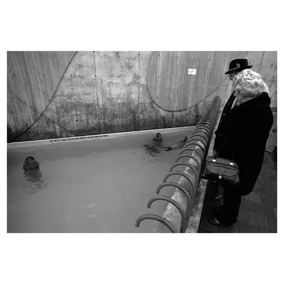 Seals, London, 1966 © Michael Ansell