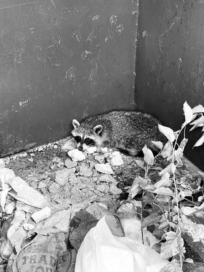 A raccoon lying on the ground surrounded by litter and plants in a corner.