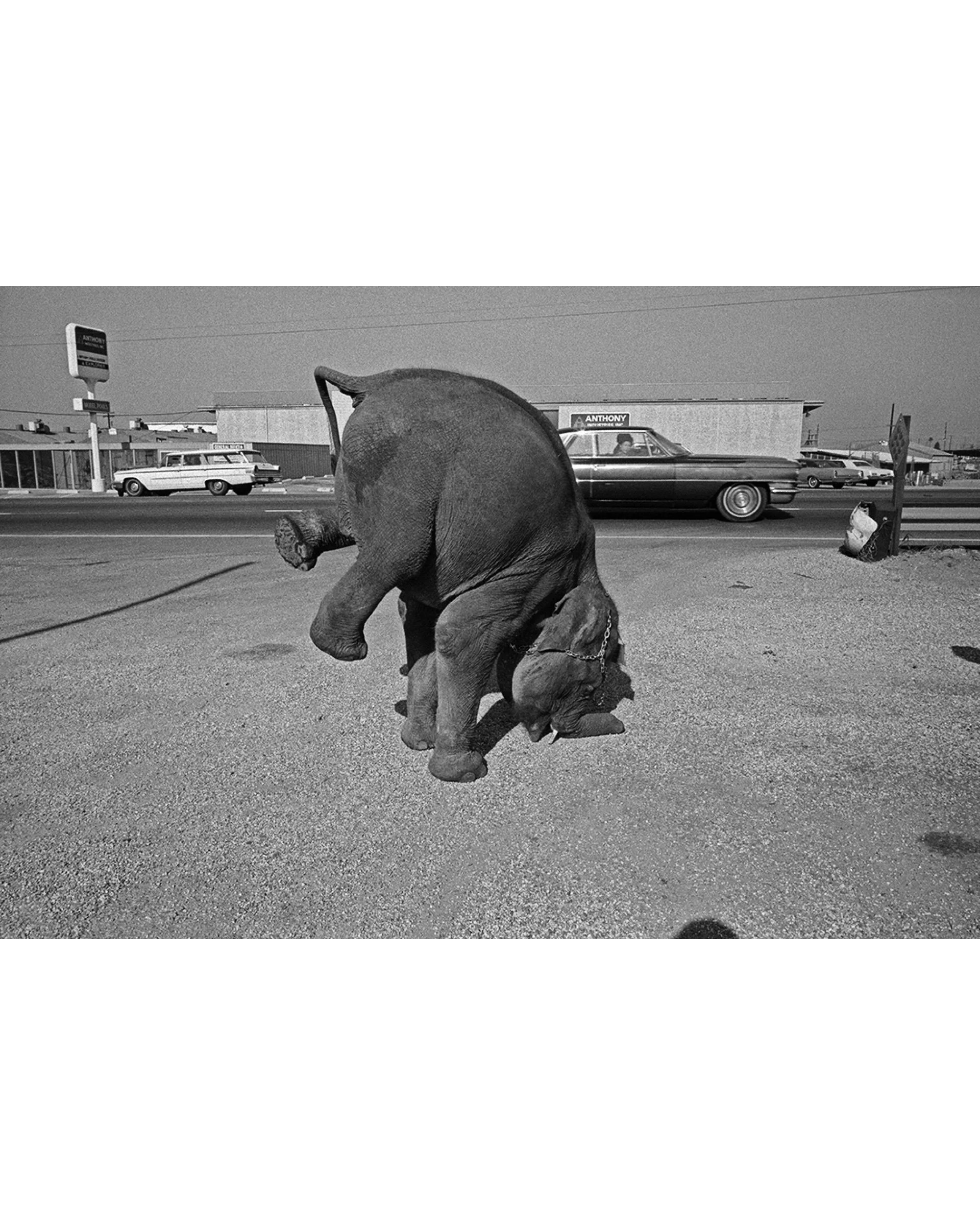 Elephant, Long Beach, California , 1972 © Robert von Sternberg