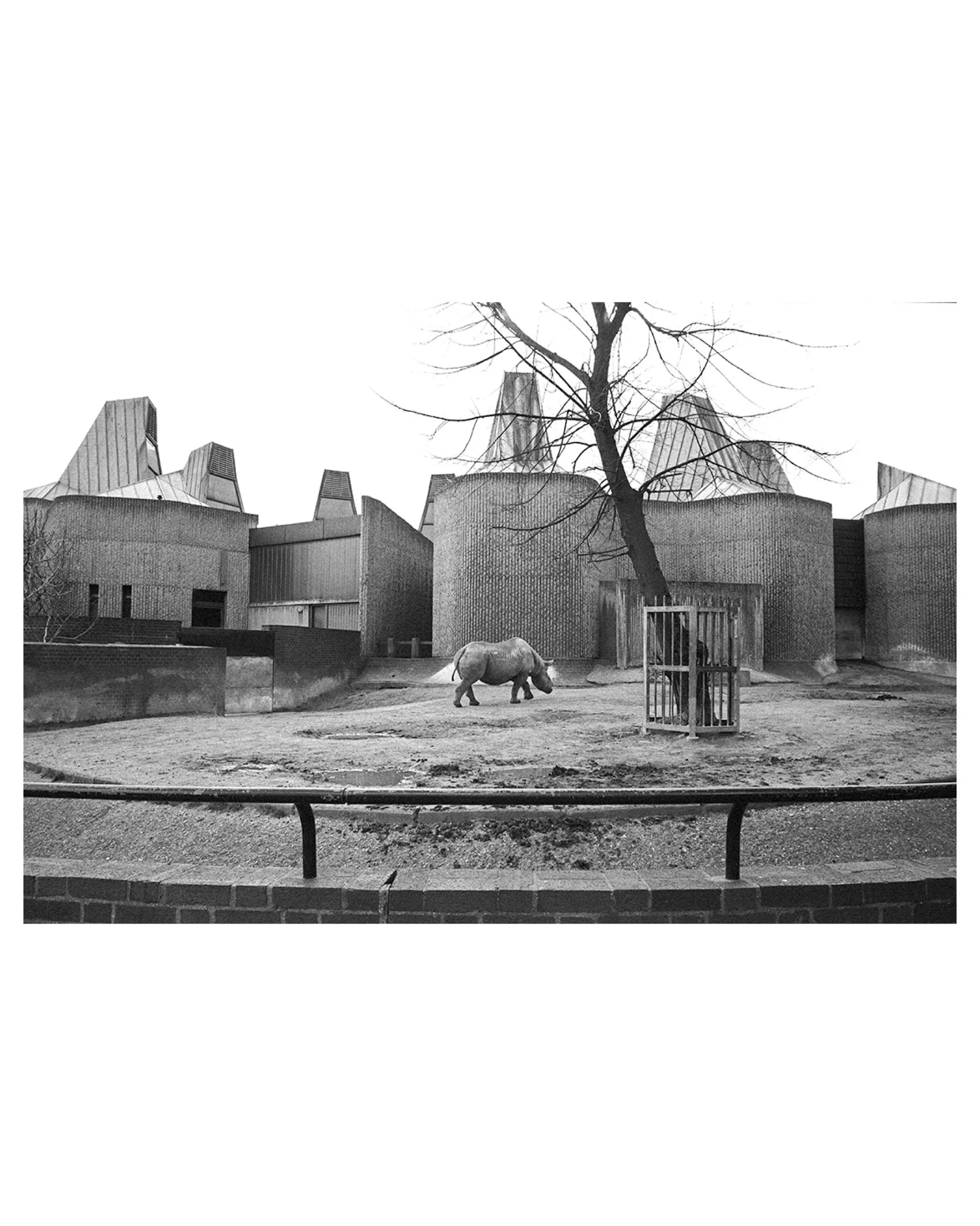 Rhinoceros Enclosure, Regents Park Zoo, London, England, 1984 © Robert von Sternberg