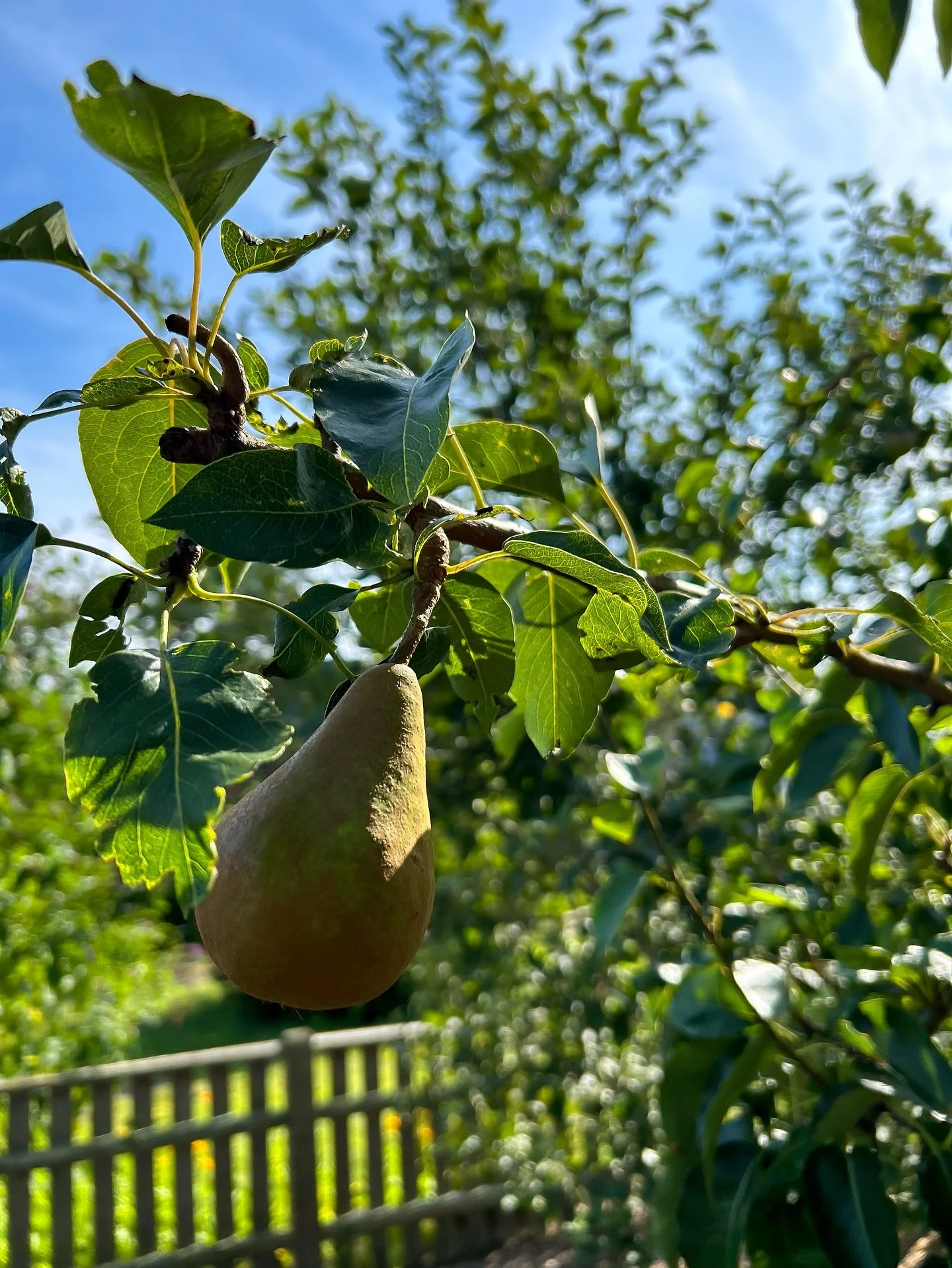 From the Middlebridge Environmental Science gardens... 🌱🍐 Four years ago, students planted these thanks to a generous grant. Today it&rsquo;s thriving, proof that with time, care, and curiosity, growth always follows. 🌿