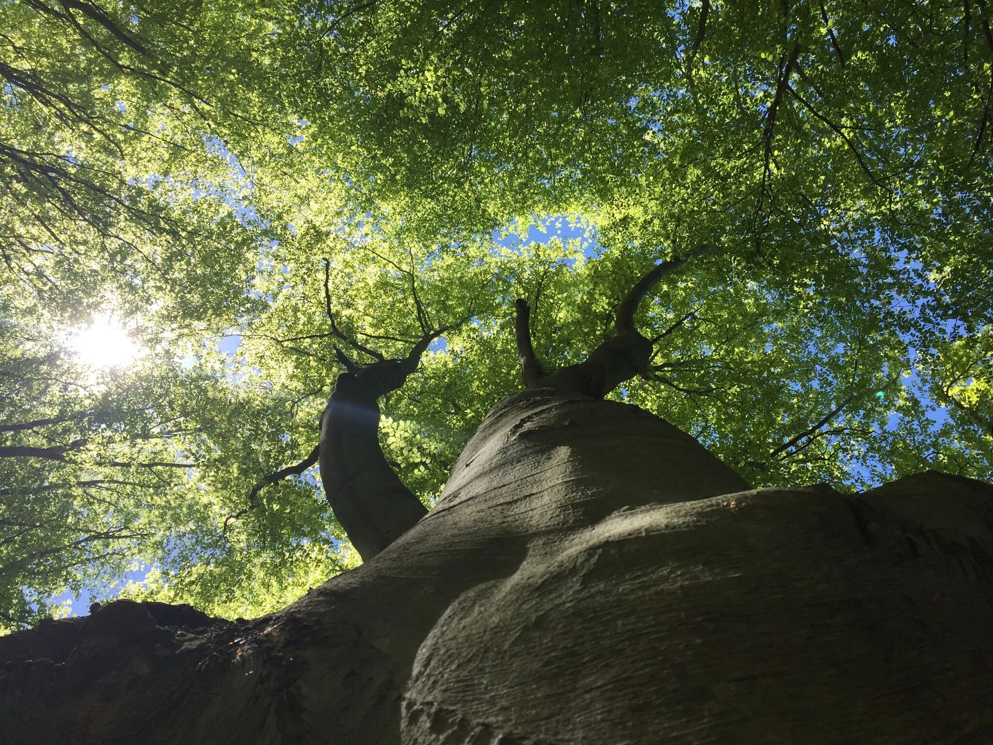 Middlebridge School Tree