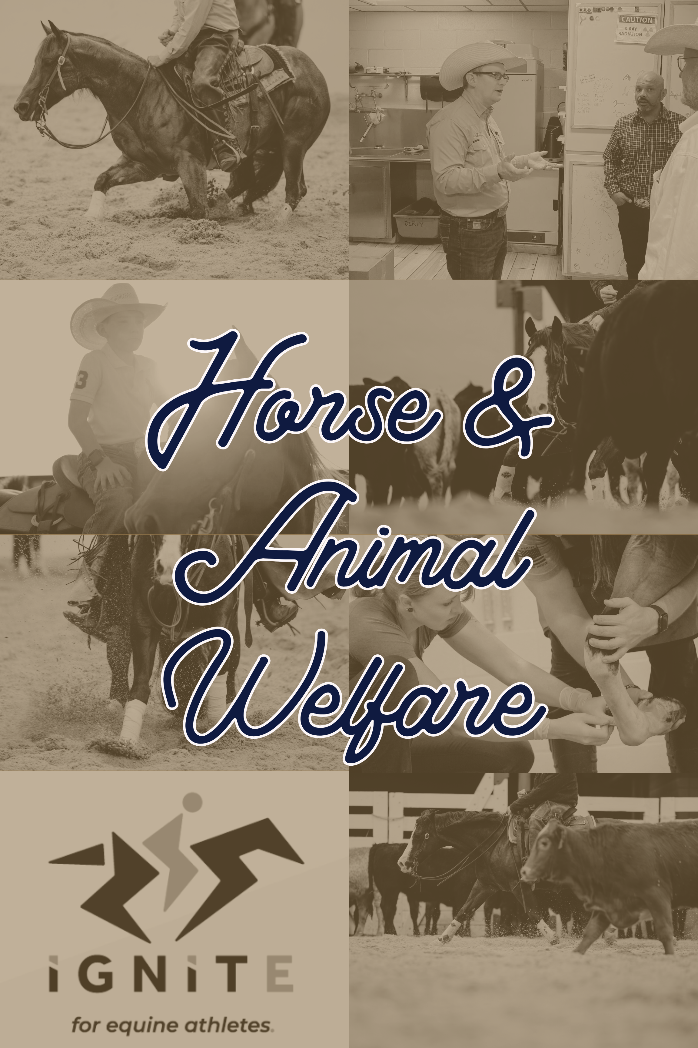 The NCHA Foundation area's of focus, Animal Welare