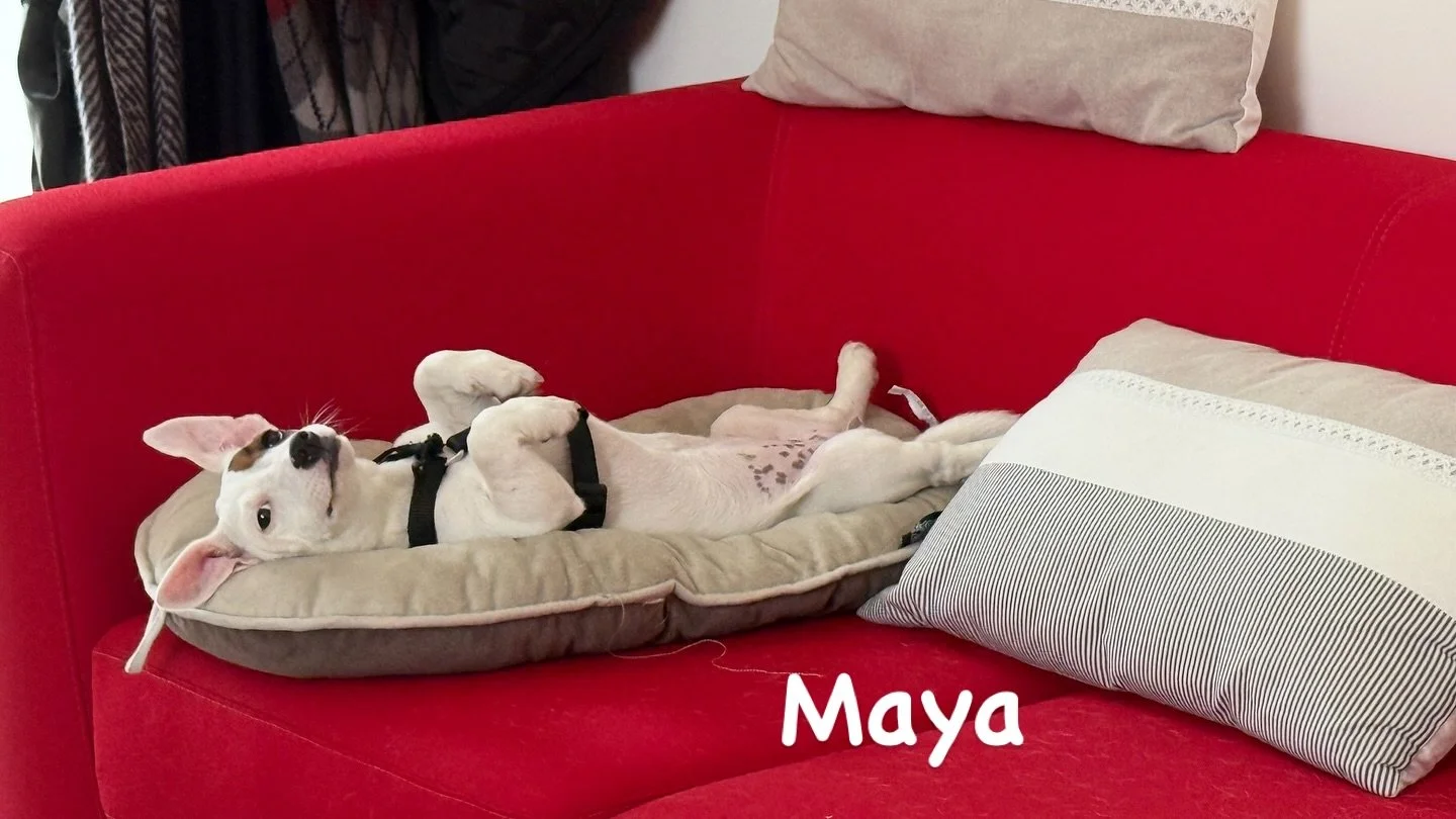 Pour la journée internationale du chien , petit focus sur notre petite Maya 🐶qui va bientôt fêter ses 8 mois. Un petit rayon de soleil qui apporte beaucoup d’amour à la Team SBVi au quotidien ! 😍