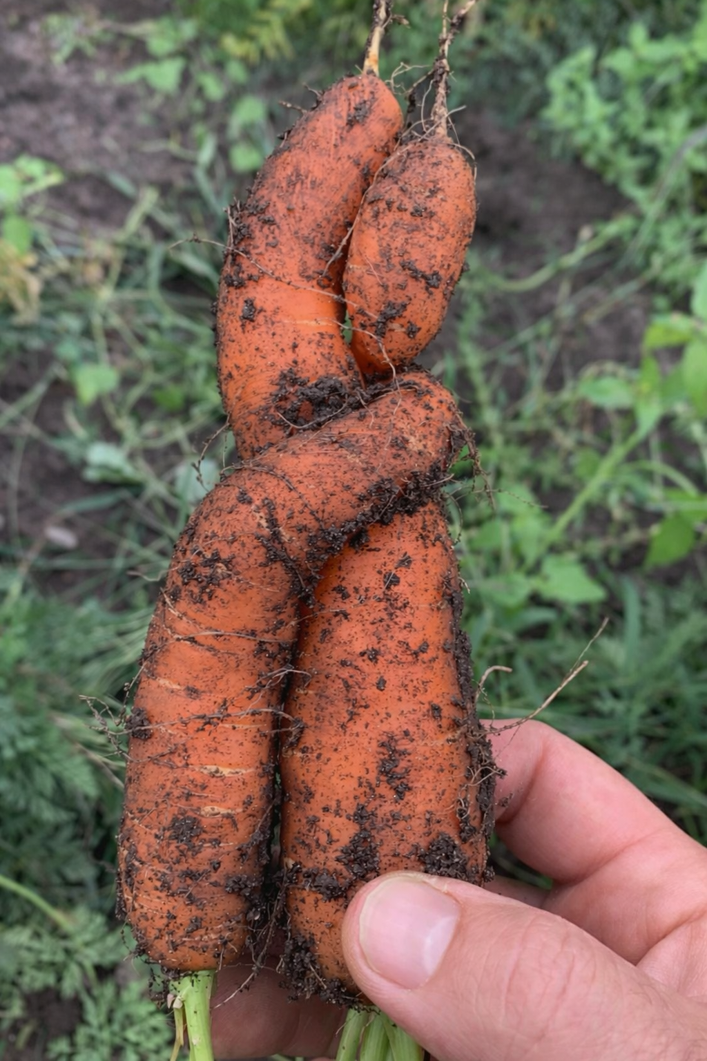 At the Garden Table: Hannah and the Carrots