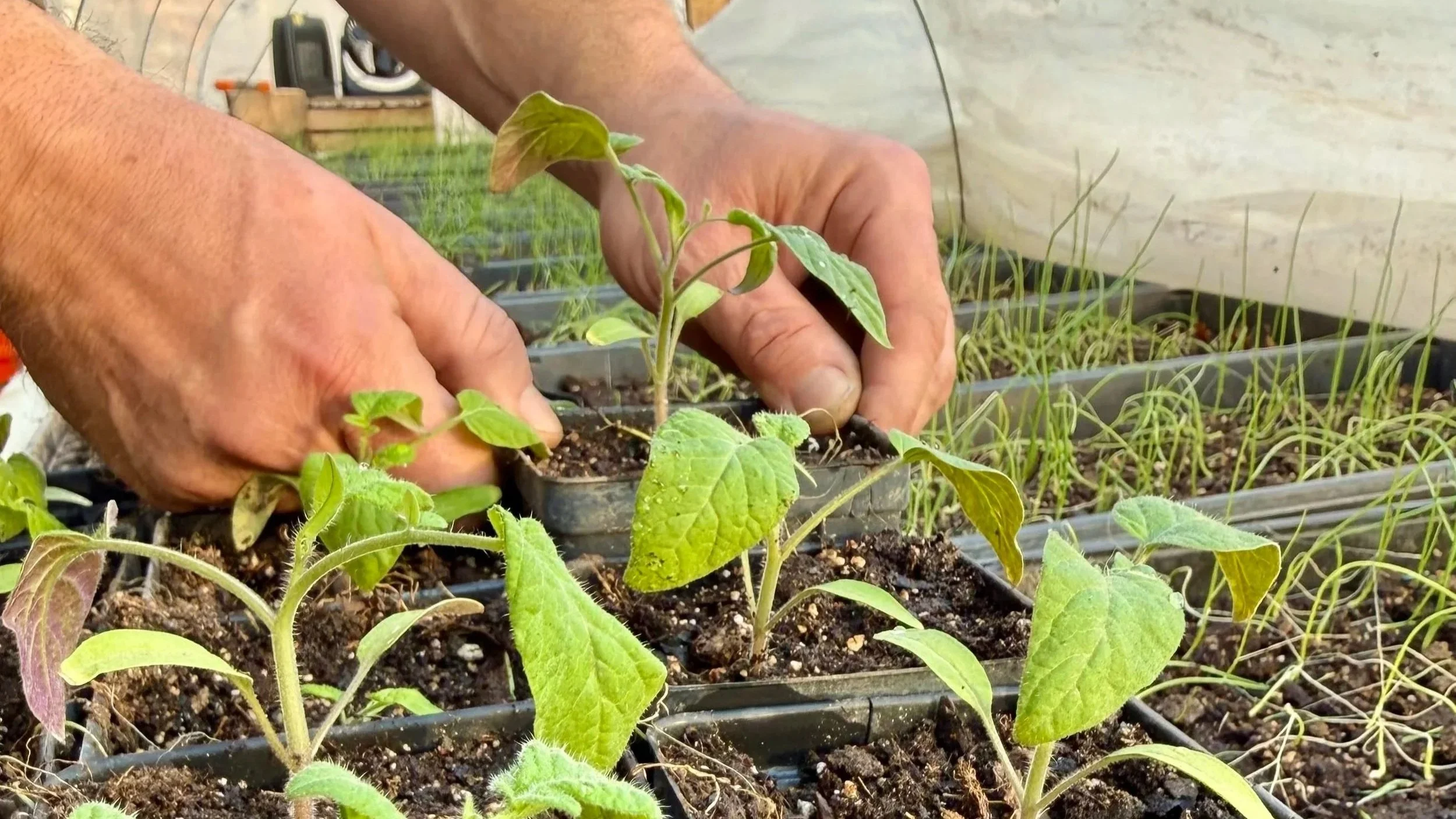 Garden Notes- March 8