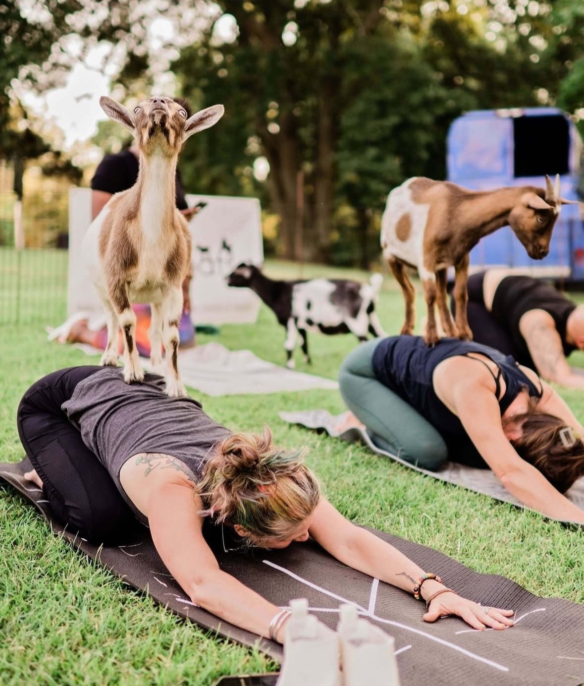 Goat Yoga @ Overton Park Shell