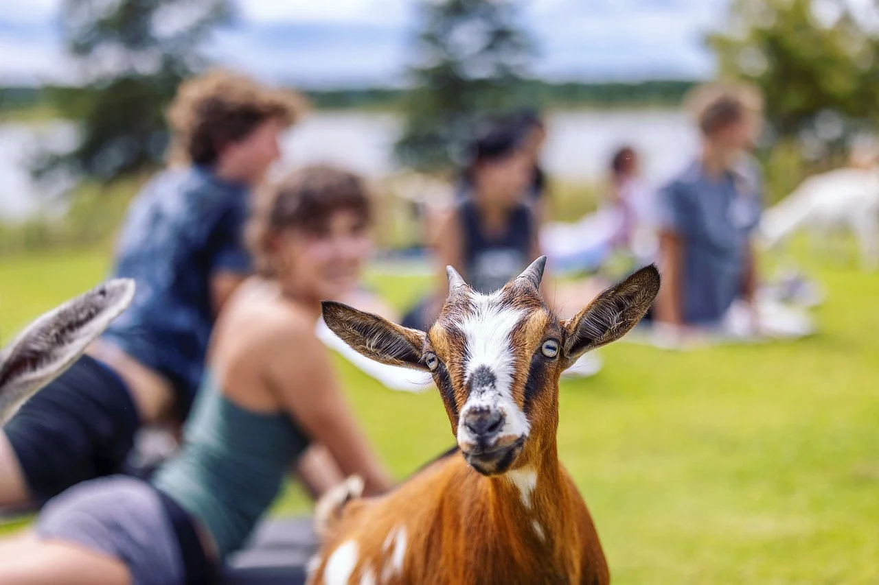 Goat Yoga @ Shelby Farms Park