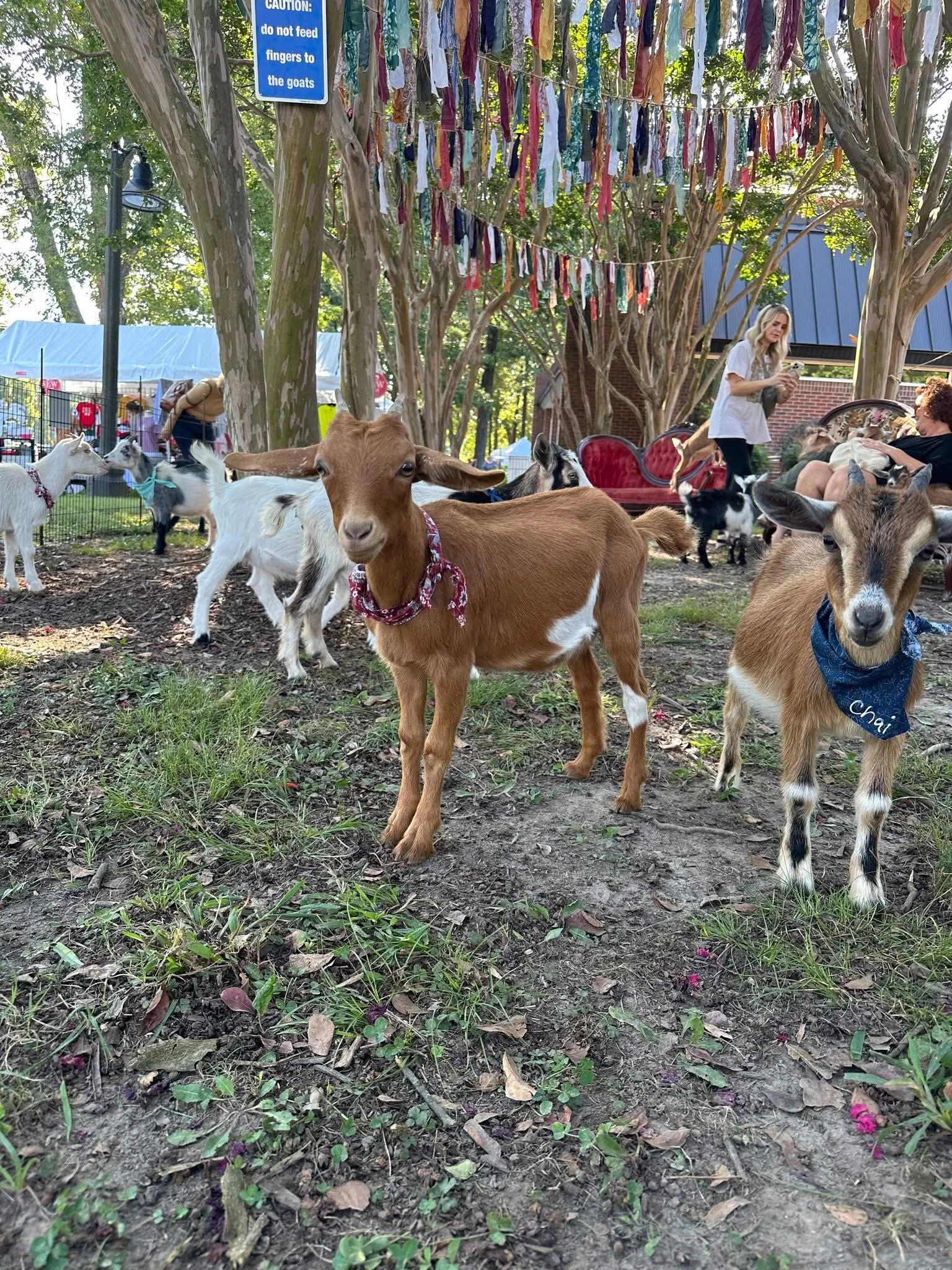 Goat Cuddle Therapy @ Covington Heritage Festival