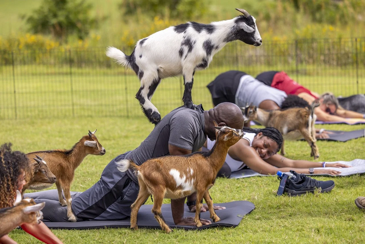 Goat Yoga @ Shelby Farms Park