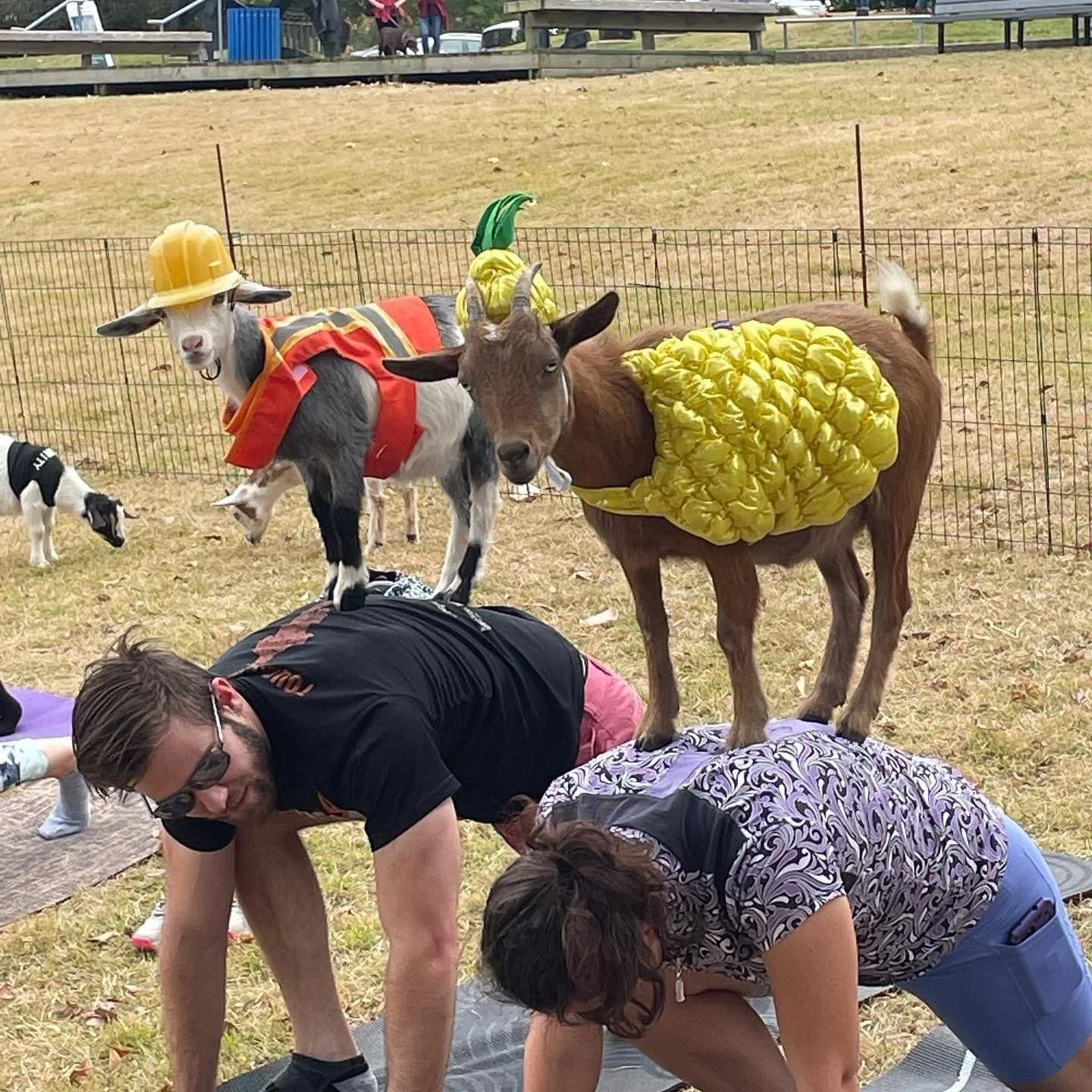 Halloween Themed Goat Yoga @ Overton Park Shell