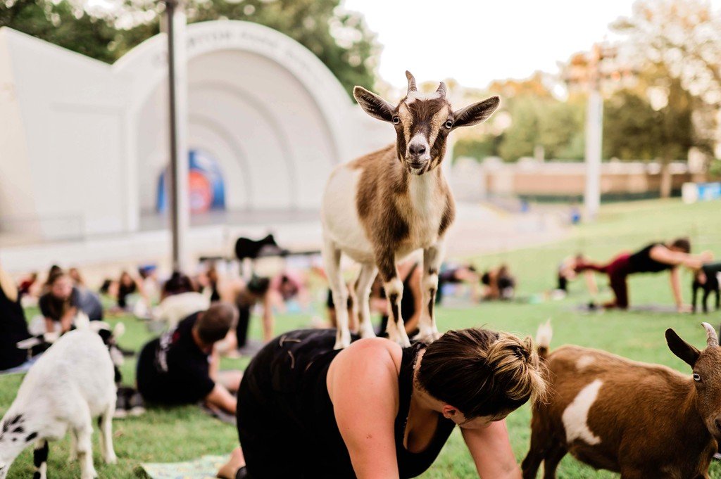 Goat Yoga @ Overton Park Shell