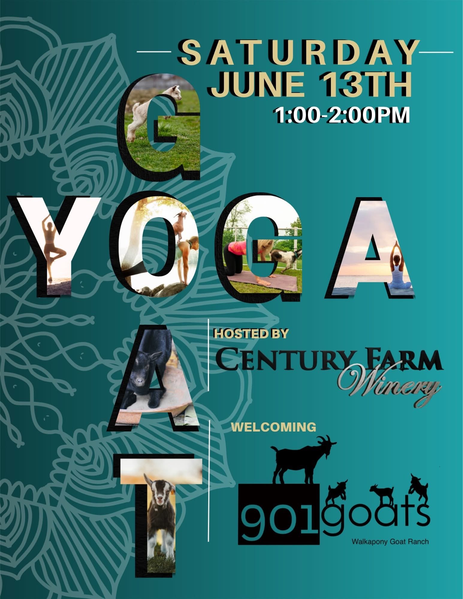 Goat Yoga @ Century Farm Winery 