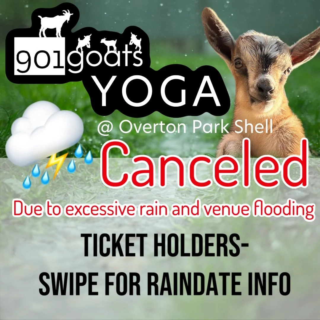 Goat Yoga @ Overton Park Shell 
