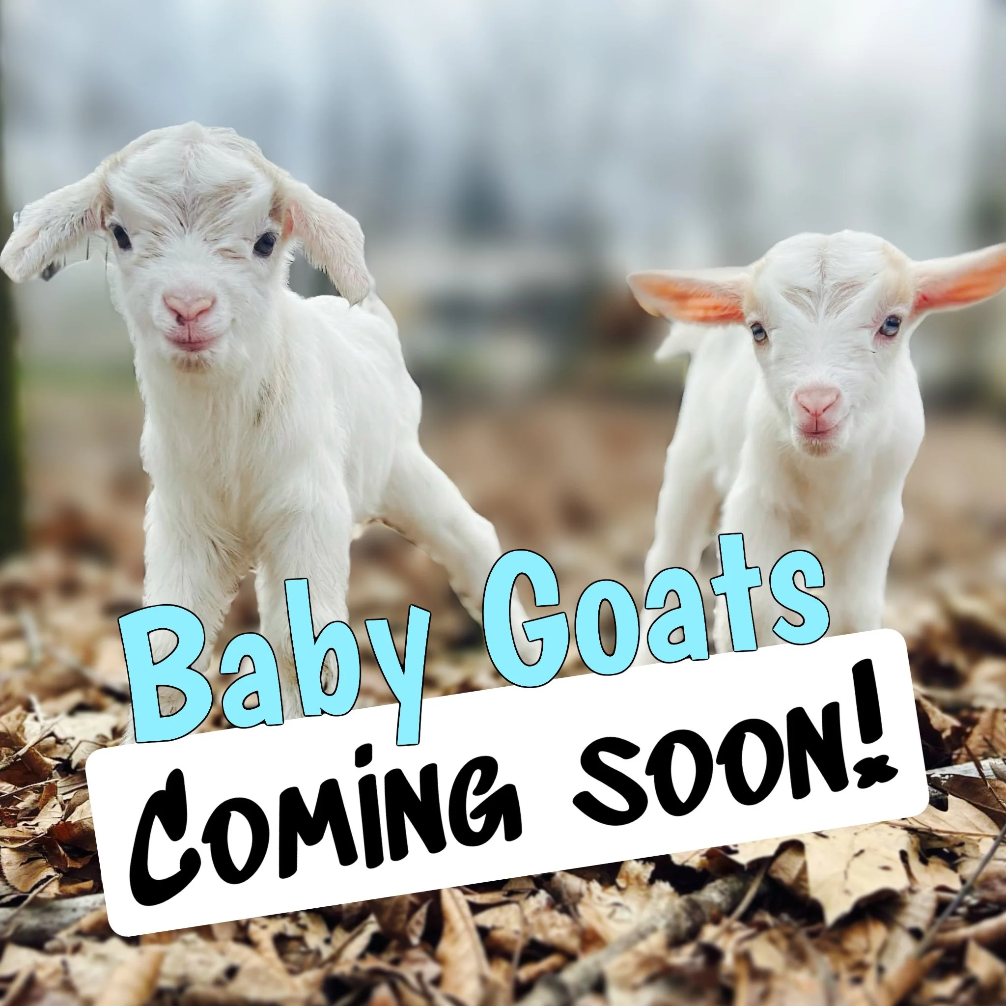 Coming Soon! Baby Goats!!