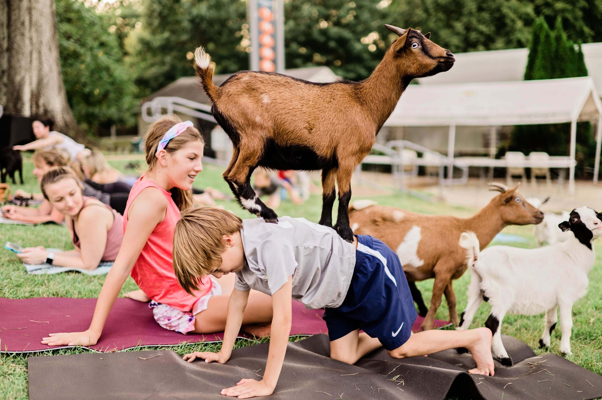 Goat Yoga Near Me Experience the Joy of Yoga and Companion Animals Goat Yoga Near Me Experience the Joy of Yoga and Companion Animals