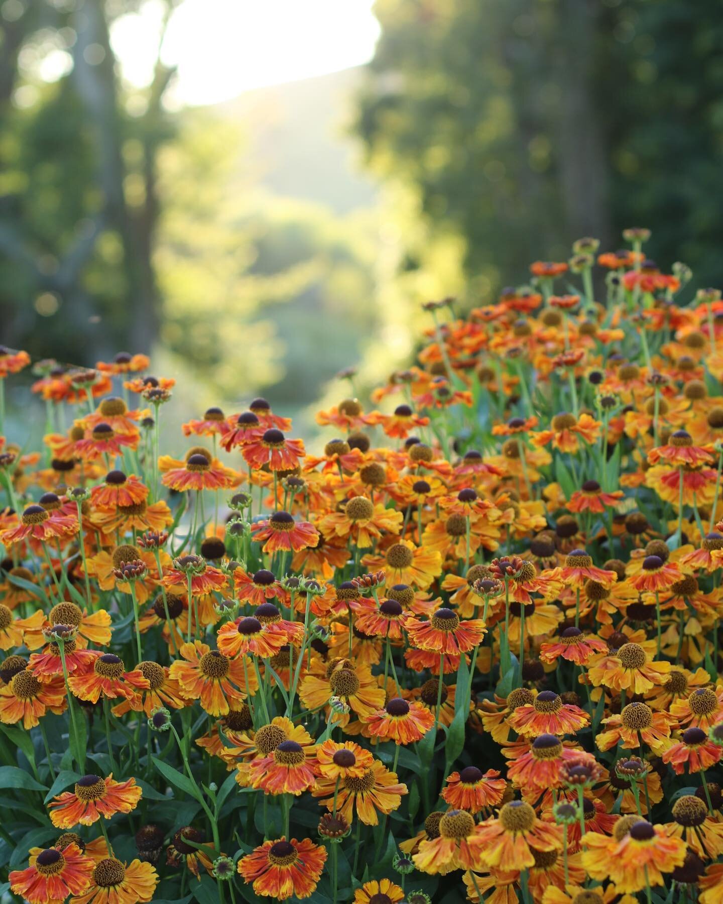 All the love for the helenium right now. They&rsquo;ve been my little globes of sunshine through a very grey wet summer season, when we forgot what the sun even was. It feels glorious seeing the sun rise over the flowers today. Maybe we will see a sn