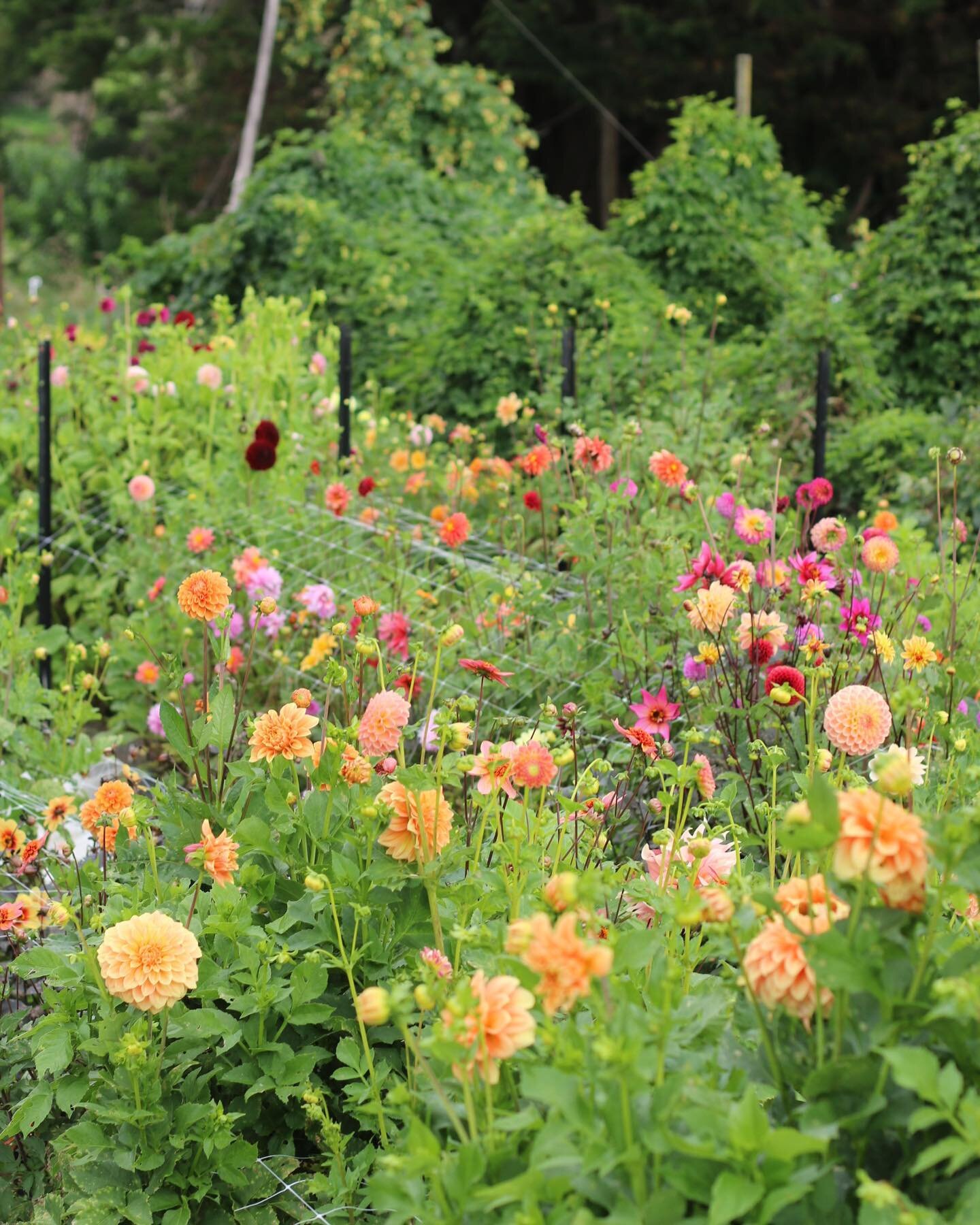 The field is finally popping out with blooms, just in time for more rain, of course. The dahlia are in full flush and I&rsquo;m enjoying seeing old and new varieties, mis-labelled, home bred and yet to flower plants. I almost didn&rsquo;t plant them 