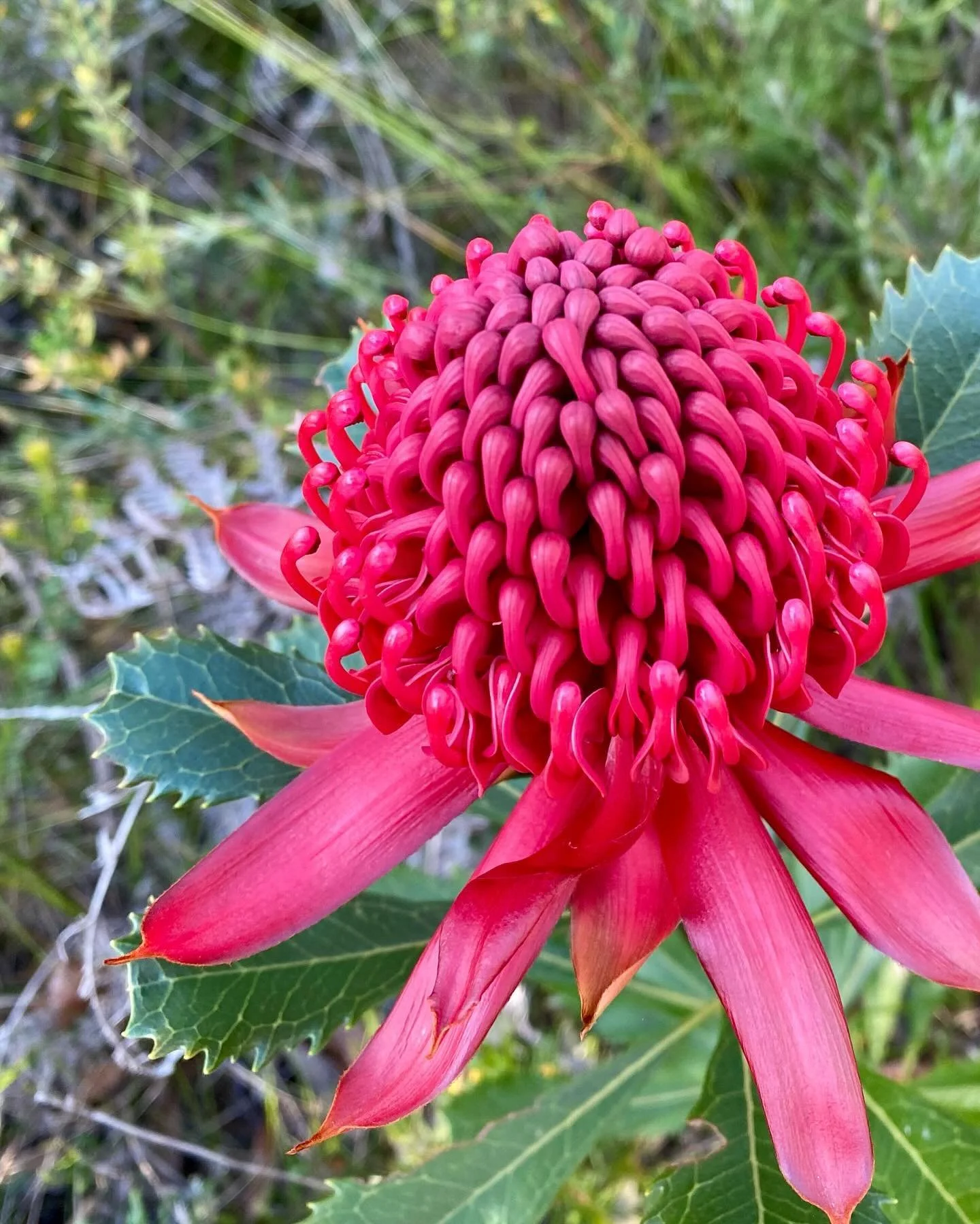 The Waratah bush flower essence is a remedy for life&rsquo;s most testing times. It supports courage, resilience, and adaptability, helping to draw on your inner strength and survival instincts. 

A transformative ally, that works deeply in just a fe