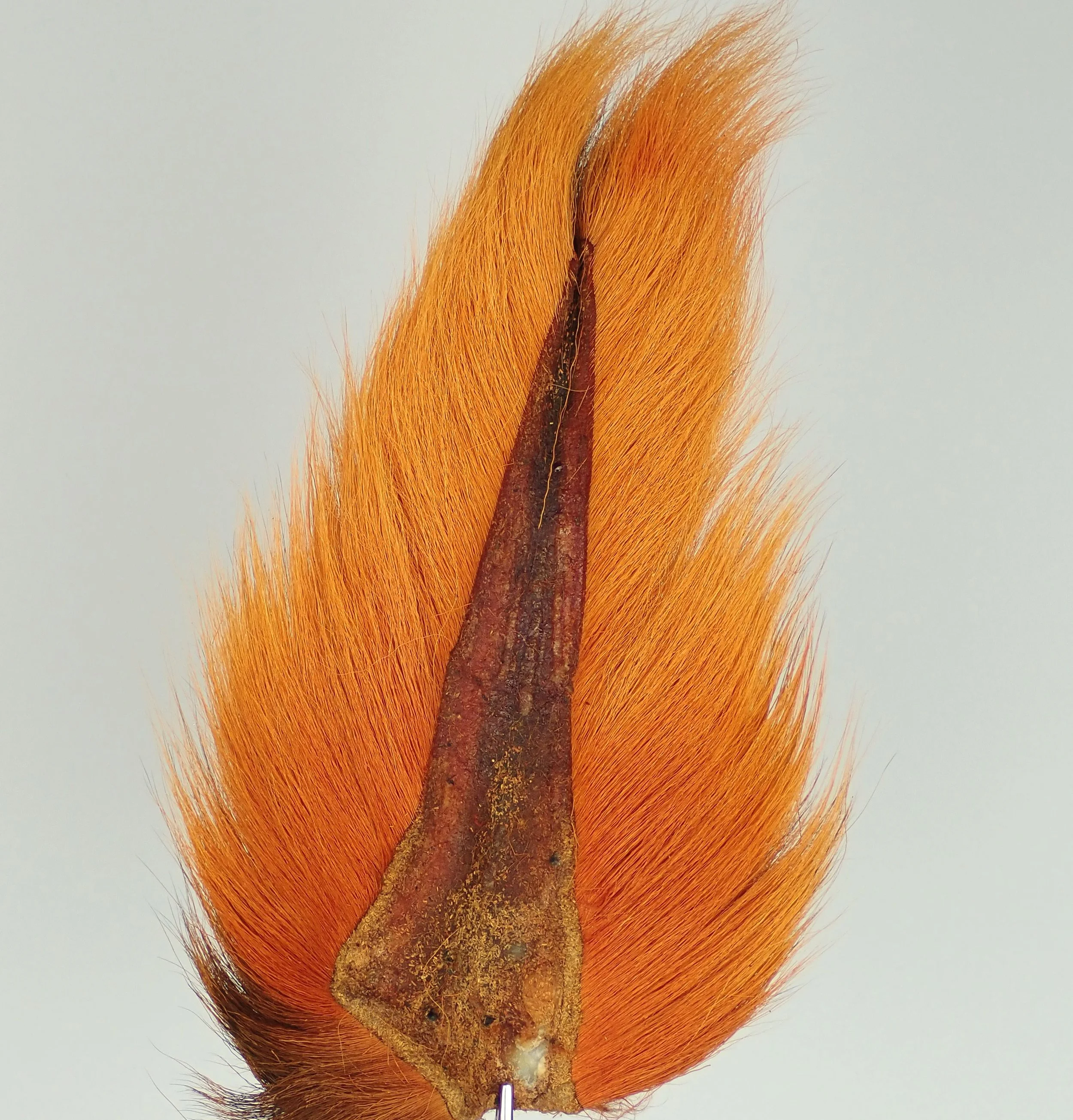 Bucktail Ginger Orange.jpg