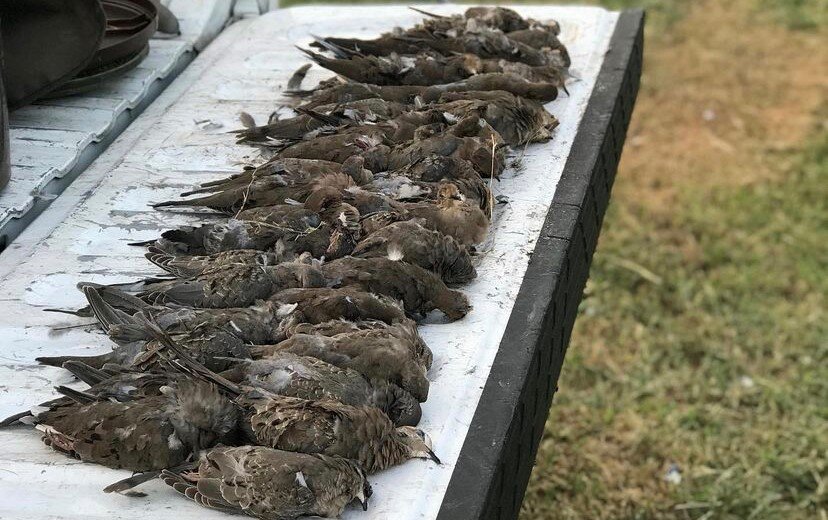 dove.jpg
