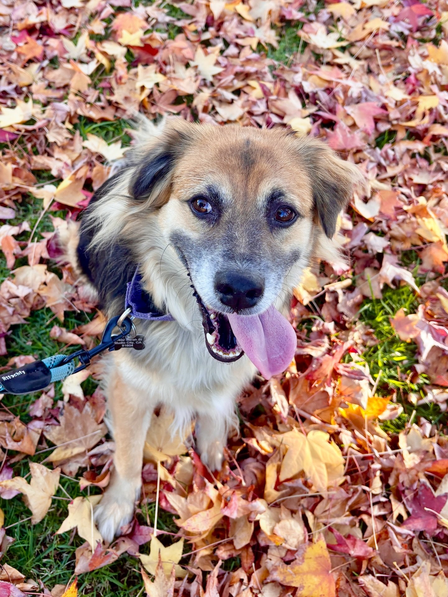 When Jordan Montemayor walks my babies, because I can&rsquo;t at the moment&hellip; this is what happy looks  like 💕