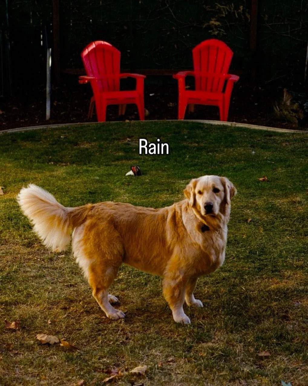 Rain - my tender Rain&hellip; Happy Sunday&hellip;