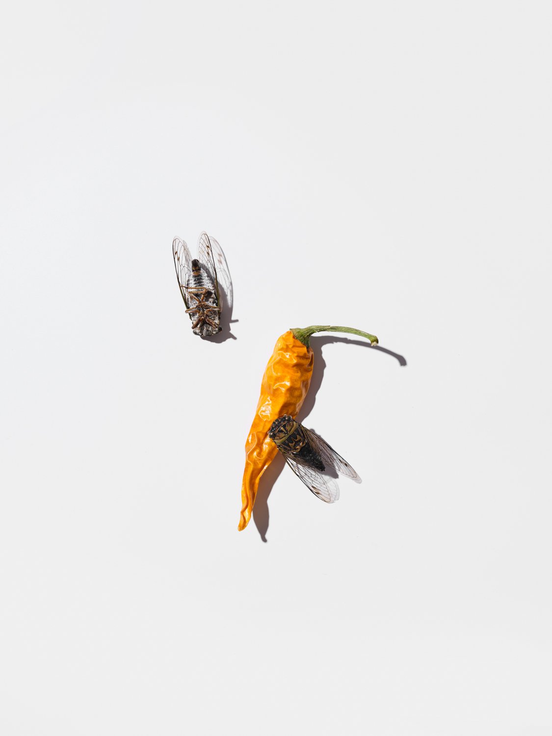 Toronto_Still_Life_Photographer_Joanna_Wojewoda_-2.jpg
