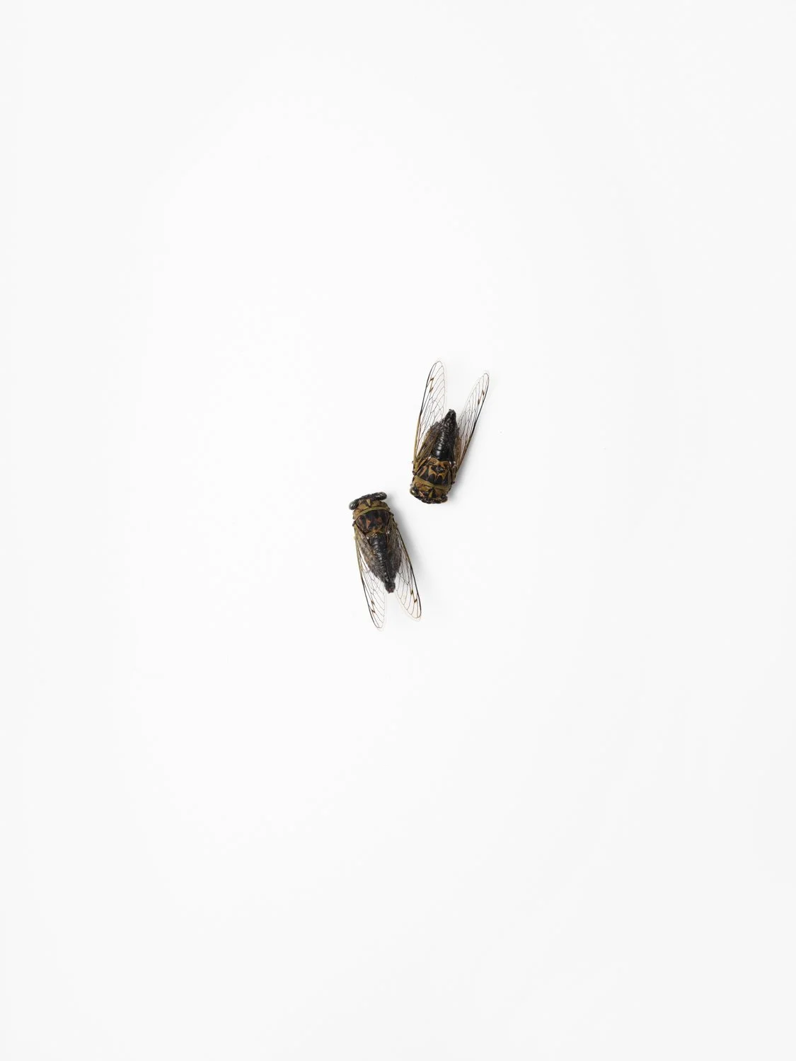 Toronto_Still_Life_Photographer_Joanna_Wojewoda_-7.jpg