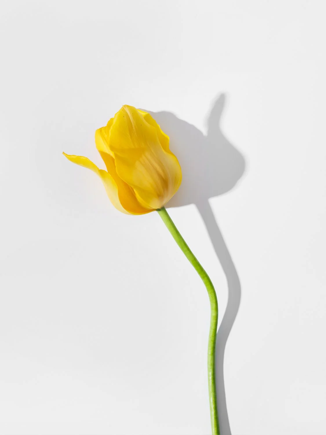 Toronto_Still_Life_Photographer_Joanna_Wojewoda_-6.jpg