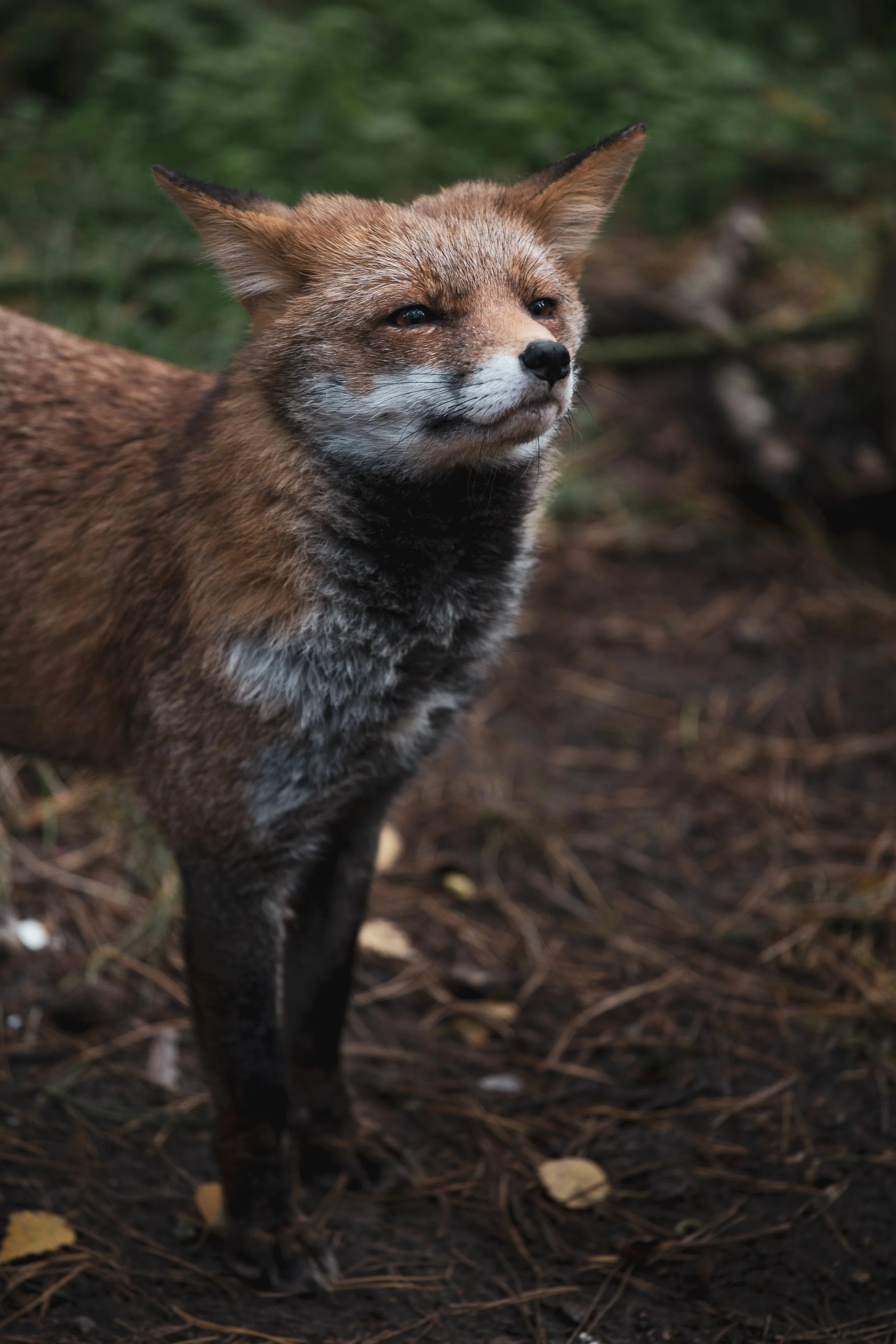London cat "serial killer" was just foxes, DNA analysis confirms