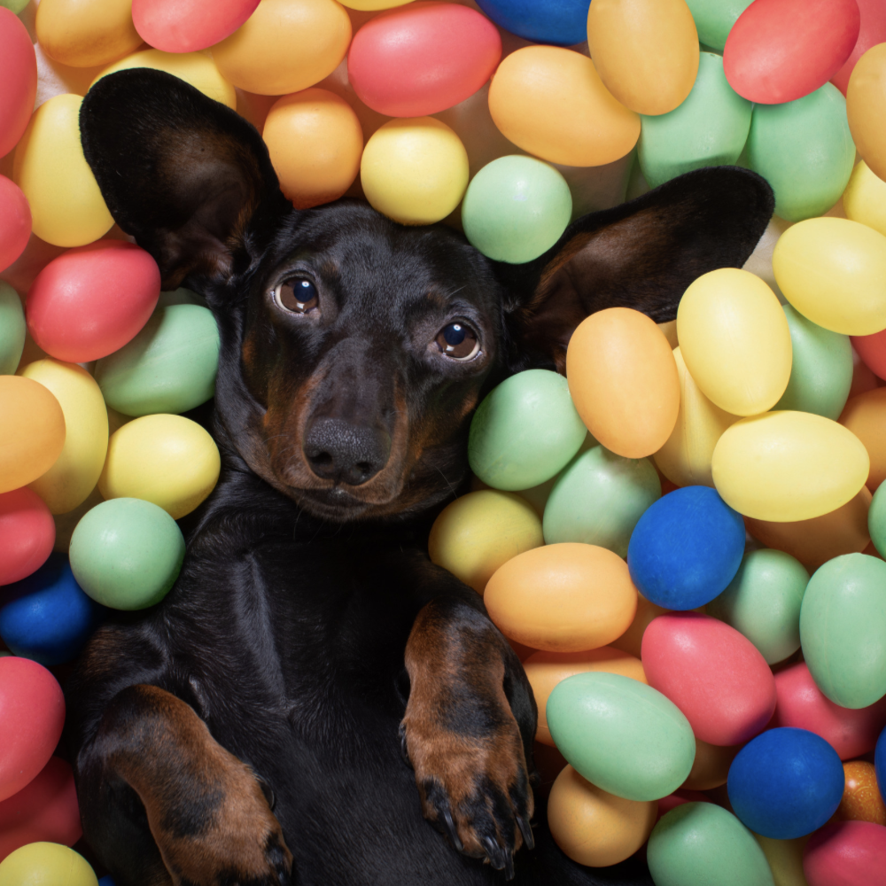 Taming the Black Dog: How to Use CBT Tips to Manage Your Depression