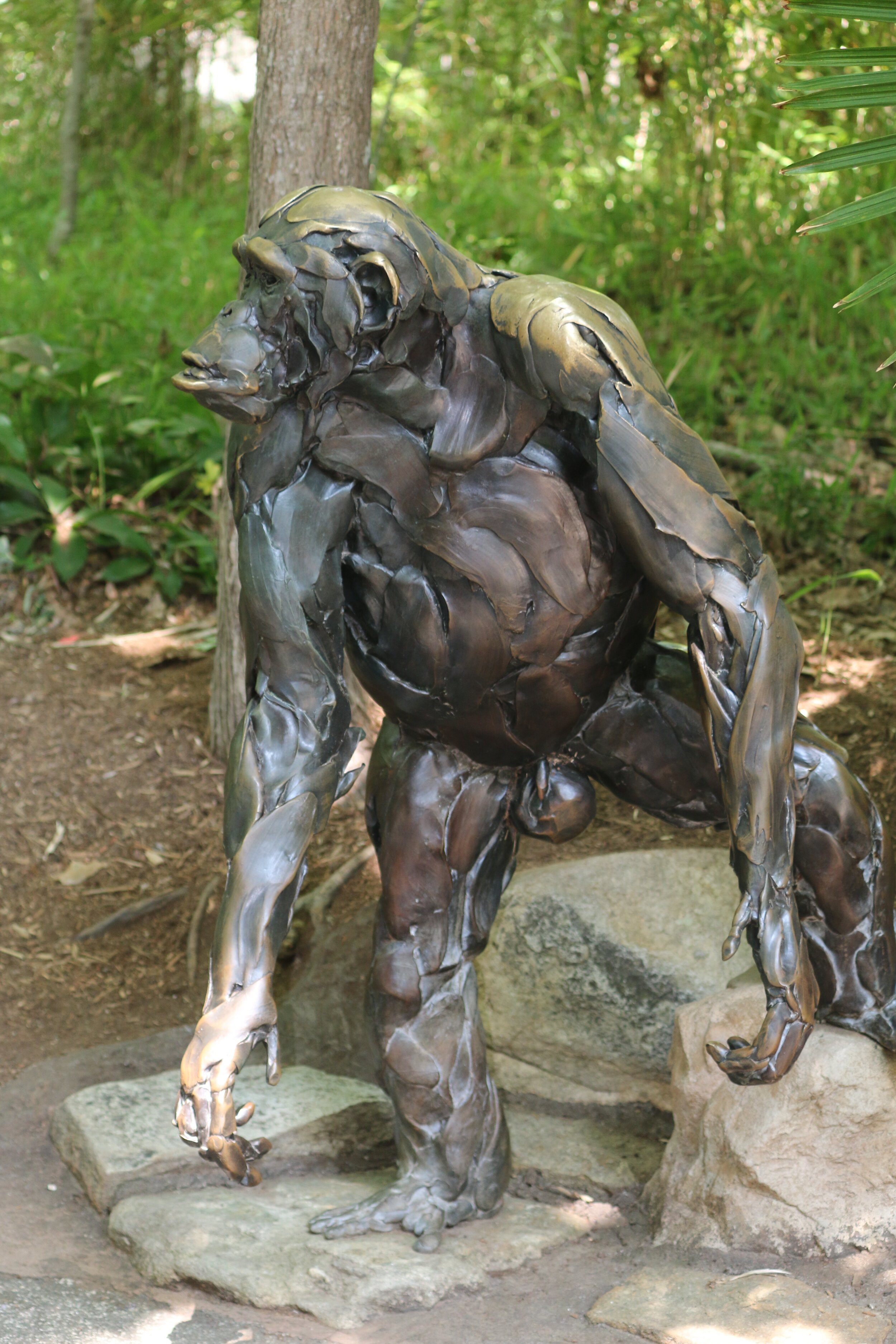 Anatomically Correct Primate Genitalia