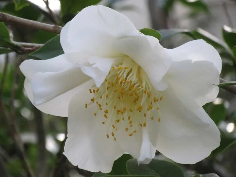3065--White-Empress-.jpg