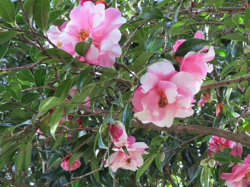 2049--Eryldene-Excelsis-Variegated-.jpg
