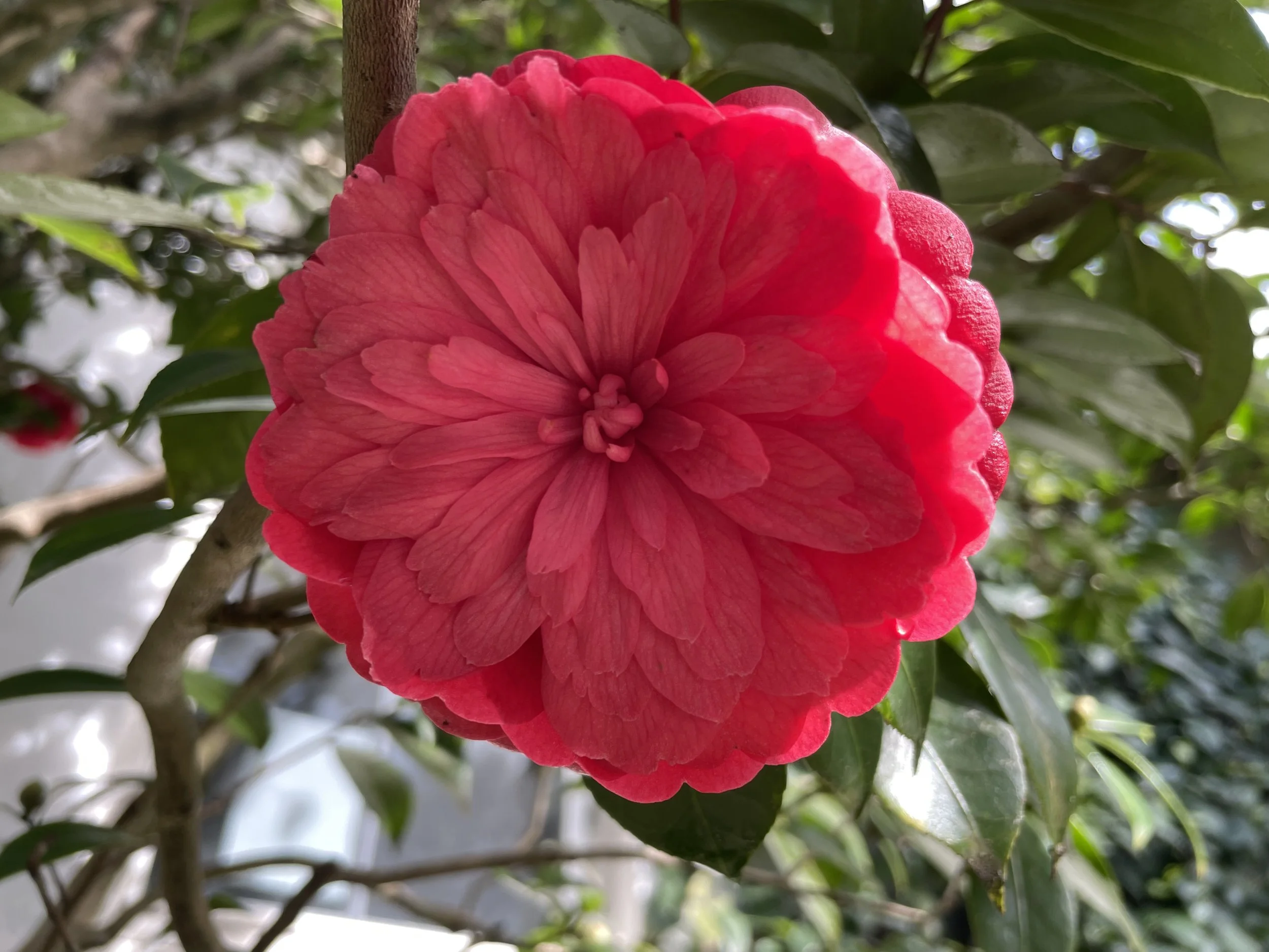 CAMELLIA OPEN SUNDAY - 8 JUNE 2025 - WITH BILL PARKER
