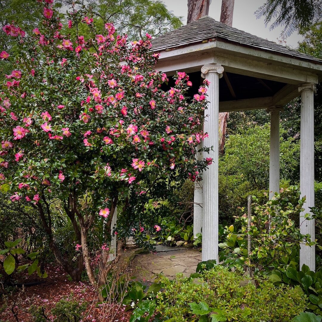 The weather may be a bit drizzly, but not enough to dampen spirits, especially when welcomed by this bloom of pink by the temple. 

Camellia Sasanqua 'Weroona' 

Join us for our first open garden this Friday 5 April between 10am-12pm.

Book a tour wi