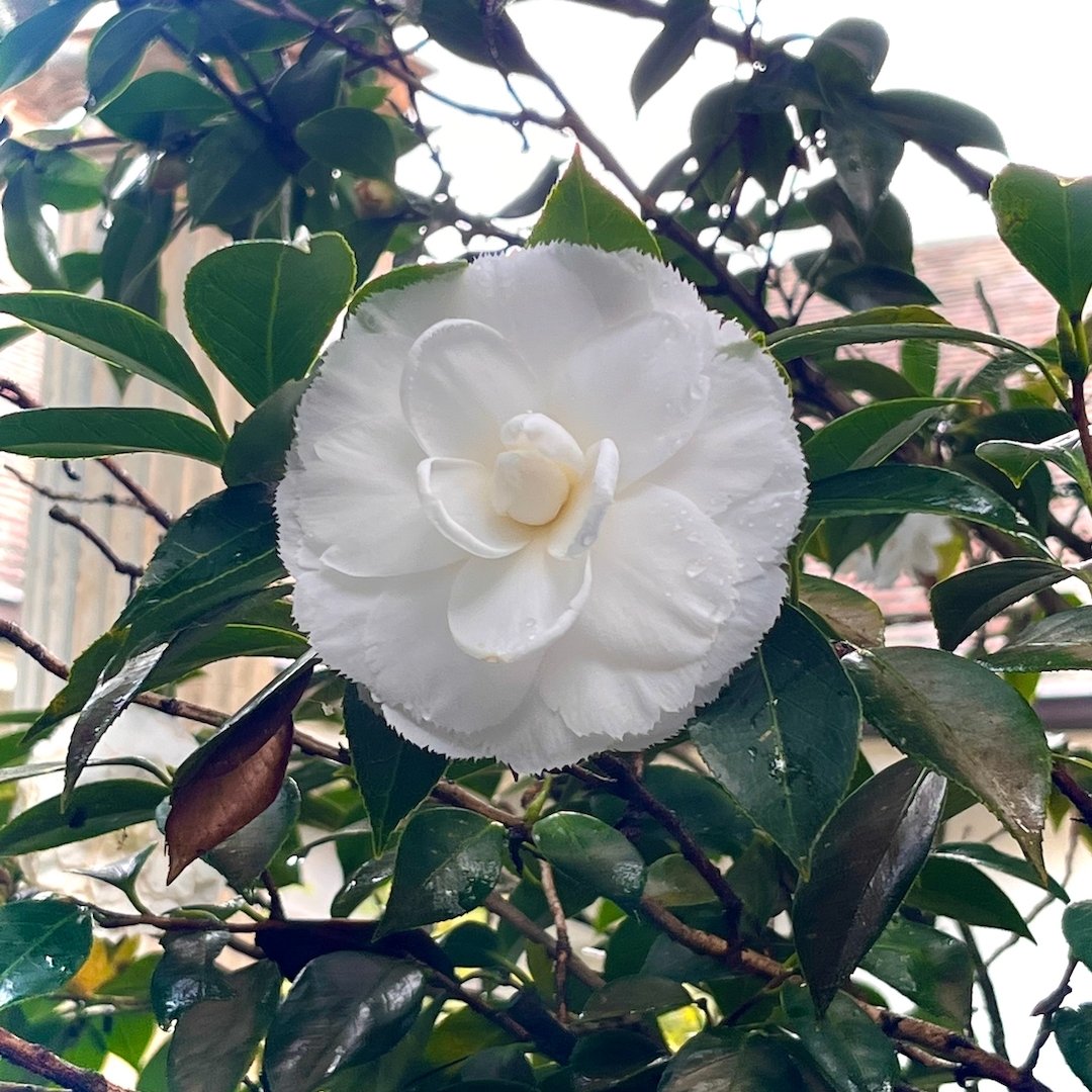 At Eryldene Historic House and Garden, the Camellia Japonica - 'Fimbriata' is looking completely and utterly perfect. 

Our next Open Garden is Friday, 3rd May. Gates open from 10 am-12 pm.

Tickets are available online or at the gate on the day.

Se