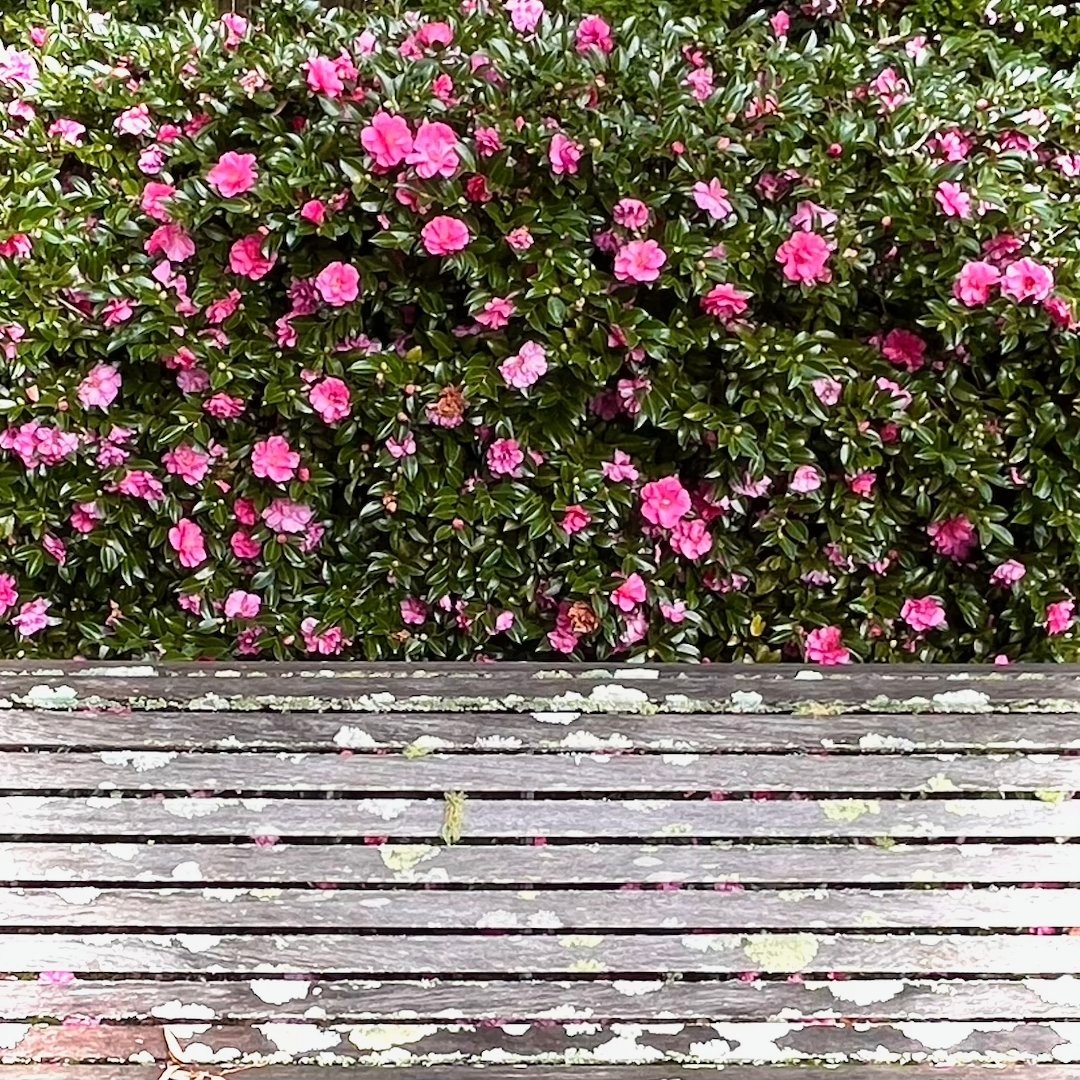 An explosion of colour!

Camellia Sasanqua at Eryldene Historic House and Garden.

#camellia #opengarden ​​​​​​​#mothersdaytea #eryldene #camellias #volunteer #historichouse #historicgarden #museum #openday #gordon #sydney#professorwaterhouse #histor