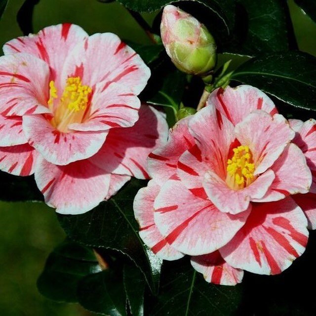 A popular Camellia japonica &lsquo;Oki No Nami,&rsquo; propagated directly from the Waterhouse Collection. The name translates as &ldquo;Gathering storm&rdquo; and this camellia originated in Japan and was introduced in 1710.

This camellia is extrem