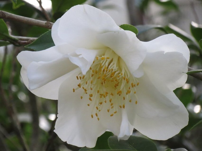 THE WHITE EMPRESS 

Offered by Eryldene for the very first time for Mothers&rsquo; Day 2024.

This camellia is known for its pure white, very large flowers. The growth is vigorous, compact and upright.

Available from &lsquo;Eryldene&rsquo; as a Moth