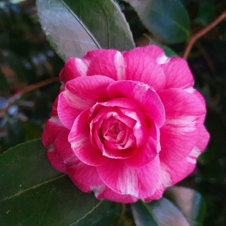 A UNIQUE, COLLECTABLE CAMELLIA: C.JAPONICA - &lsquo;FRA ARNALDO DA BRESCIA&rsquo;

This camellia has distinctive, medium sized blooms which are rose pink, softly striped with white. Fra Arnaldo da Brescia is said to have originated in Italy c1851.

A