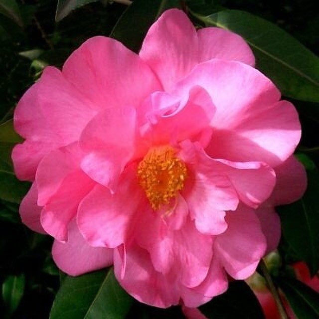 CAMELLIA EXCELSIS FOR MOTHERS&rsquo; DAY 2024.

An exclusive cultivar of the popular camellia x williamsii, propagated directly from the Waterhouse Collection.

A favourite of Professor Waterhouse, this camellia was developed by the well known New Ze